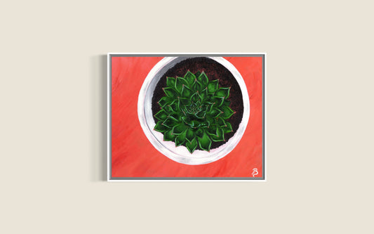 Succulent plant in a white pot on a coral pink background with a white float frame